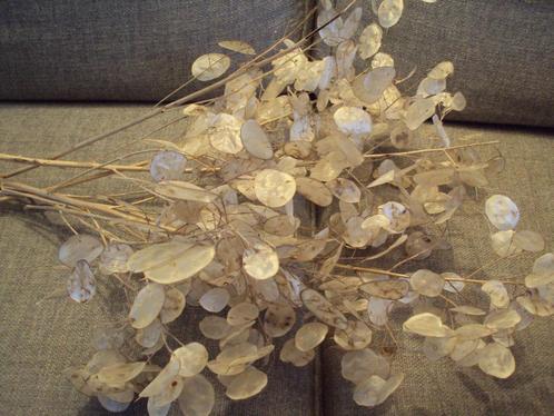 Boeket droogbloemen  (Judaspenning ), Huis en Inrichting, Woonaccessoires | Droogbloemen, Ophalen