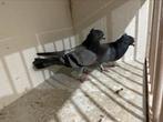 Hoogevliegers serbische duiven, Dieren en Toebehoren, Vogels | Duiven