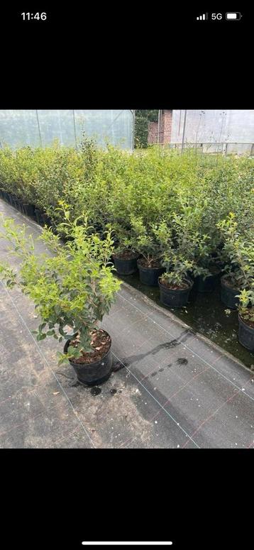Groenblijvende Osmanthus burkwoodii 35-45 cm beschikbaar voor biedingen
