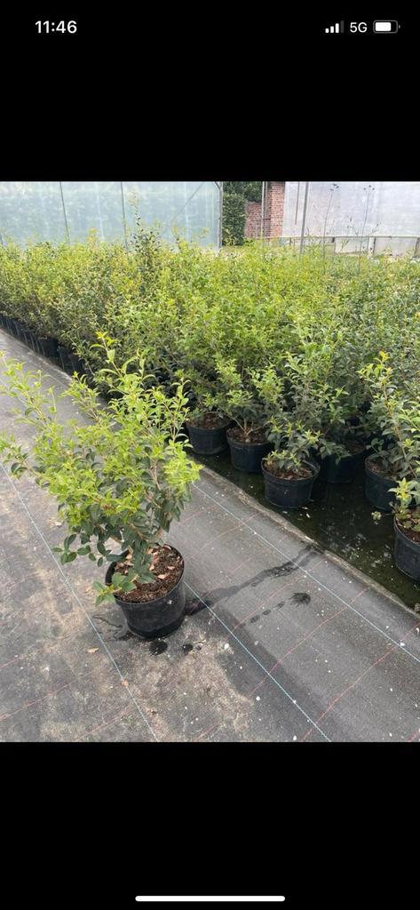 Groenblijvende Osmanthus burkwoodii 35-45 cm, Tuin en Terras, Planten | Struiken en Hagen, Ophalen