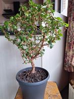 Plant, Tuin en Terras, Planten | Bomen, Ophalen