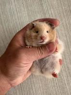 Hamster dore, Dieren en Toebehoren, Hamster, Tam, Juli, Geslacht onbekend
