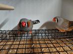 Grijze zebravinken te koop., Dieren en Toebehoren, Geringd