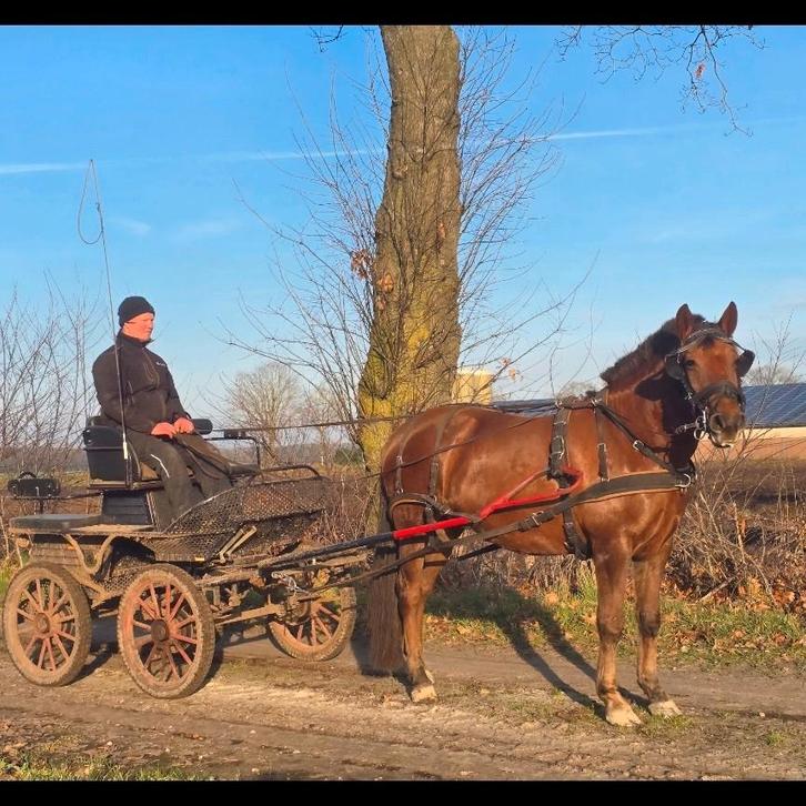 Bomproof. Getuigde merrie. 1.52m. 7 jr. Werkelijk doodbraaf., Dieren en Toebehoren, Pony's, Merrie