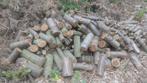 Vers Brandhout op Stam, Tuin en Terras, Brandhout, 3 tot 6 m³, Verzenden, Overige houtsoorten, Stammen