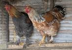 Jonge Brahma en Brahma-Faverolle mix hanen te koop, Dieren en Toebehoren, Mannelijk, Kip