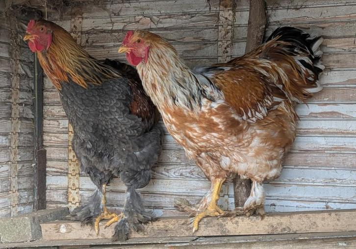 Jonge Brahma en Brahma-Faverolle mix hanen te koop, Dieren en Toebehoren, Pluimvee, Kip, Mannelijk