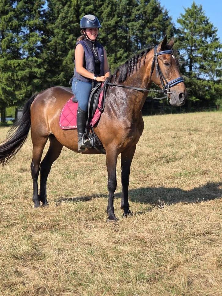 Twee merries, Dieren en Toebehoren, Paarden, Merrie, Zadelmak, 165 tot 170 cm, 11 jaar of ouder, Recreatiepaard, Met stamboom