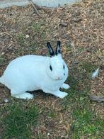 Mooie konijntje, Dieren en Toebehoren, Konijnen, Geslacht onbekend, Klein, 0 tot 2 jaar