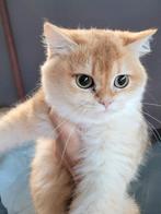 Britse korthaar kittens, Meerdere dieren, Gechipt, 0 tot 2 jaar