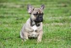 Franse Bulldog pups te koop, Dieren en Toebehoren, Honden | Bulldogs, Pinschers en Molossers, 15 weken tot 1 jaar, Buitenland
