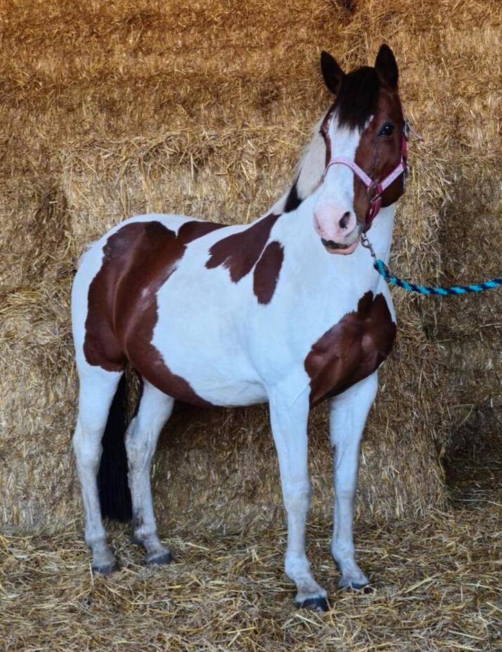 21 jarige merrie (niet meer te berijden), Animaux & Accessoires, Poneys, Jument