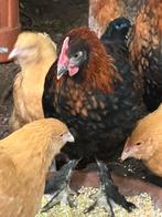 Marans haan, Dieren en Toebehoren, Pluimvee