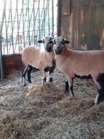 Jonge Kameroen ooitjes, Dieren en Toebehoren