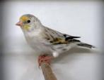 destelvink x canaris, Dieren en Toebehoren, Vrouwelijk, Wildzangvogel, Geringd