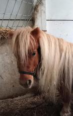 2 mooie en supbrave Shetland ponies, kleine maat