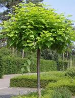 Catalpa bolvorm op stam, Tuin en Terras, Ophalen of Verzenden, In pot, Bolboom