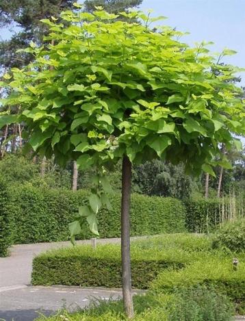 Catalpa bolvorm op stam, Ophalen of Verzenden, In pot, Bolboom