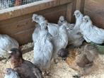 Araucana lavendel kleurige hennen, Dieren en Toebehoren, Pluimvee