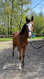 Jaarling te koop, Dieren en Toebehoren, Paarden, Onbeleerd, Springpaard, Hengst, 0 tot 2 jaar