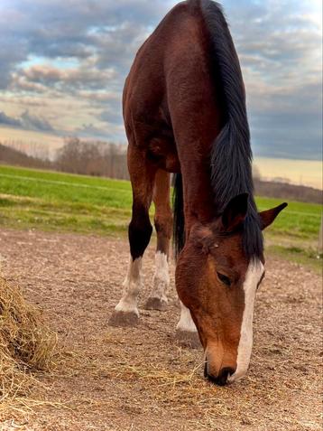Halve stal gezocht, Dieren en Toebehoren, Paarden, Ruin, 165 tot 170 cm, Recreatiepaard, 11 jaar of ouder