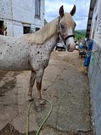 Hongre pp appaloosa, Dieren en Toebehoren, Paarden, Minder dan 160 cm, B, Gechipt, Ruin