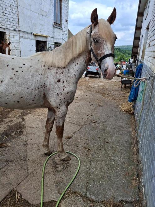 Hongre pp appaloosa, Dieren en Toebehoren, Paarden, Ruin, B, Minder dan 160 cm, 0 tot 2 jaar, Met stamboom, Gechipt, Ontwormd