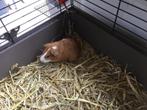 Cavia, Dieren en Toebehoren, Knaagdieren, Mannelijk, Cavia