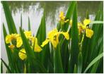 A vendre plants d’iris jaunes pour étang, lagunage, zone hum, Tuin en Terras, Planten | Tuinplanten, Ophalen, Volle zon, Vaste plant