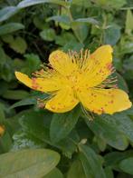 Millepertuis arbustif ,  jeune plante en pot., Jardin & Terrasse, Enlèvement ou Envoi