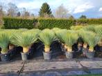 Yucca rostrata, En pot, Plein soleil, Enlèvement, Été