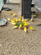 Gele kanaries, Dieren en Toebehoren, Vogels | Kanaries