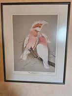 Uniek : originele litho van Eric Peake (Inca kaketoe), Dieren en Toebehoren