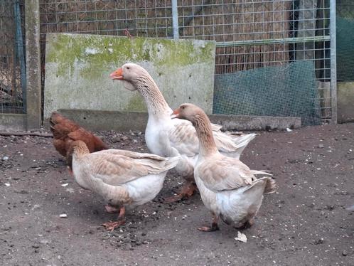 Toulouse ganzen buff broed eieren, Dieren en Toebehoren, Pluimvee