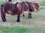 Shetlandpony, Dieren en Toebehoren, Hengst