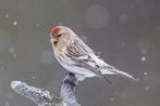 Witstuitbarmsijs, Dieren en Toebehoren, Mannelijk, Wildzangvogel, Geringd