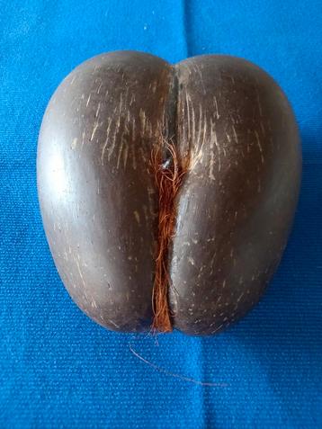 Coco de mer, Enlèvement