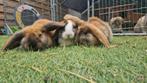 Konijnen Franse hangoor, Dieren en Toebehoren, Konijnen, Meerdere dieren, Groot, Hangoor, 0 tot 2 jaar