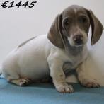 kortharige Teckel - puppy's te koop (reutjes), 15 weken tot 1 jaar, CDV (hondenziekte), Dwerg, Meerdere