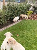 Mooie labrador pups, Dieren en Toebehoren, België, Fokker | Hobbymatig, 8 tot 15 weken, CDV (hondenziekte)