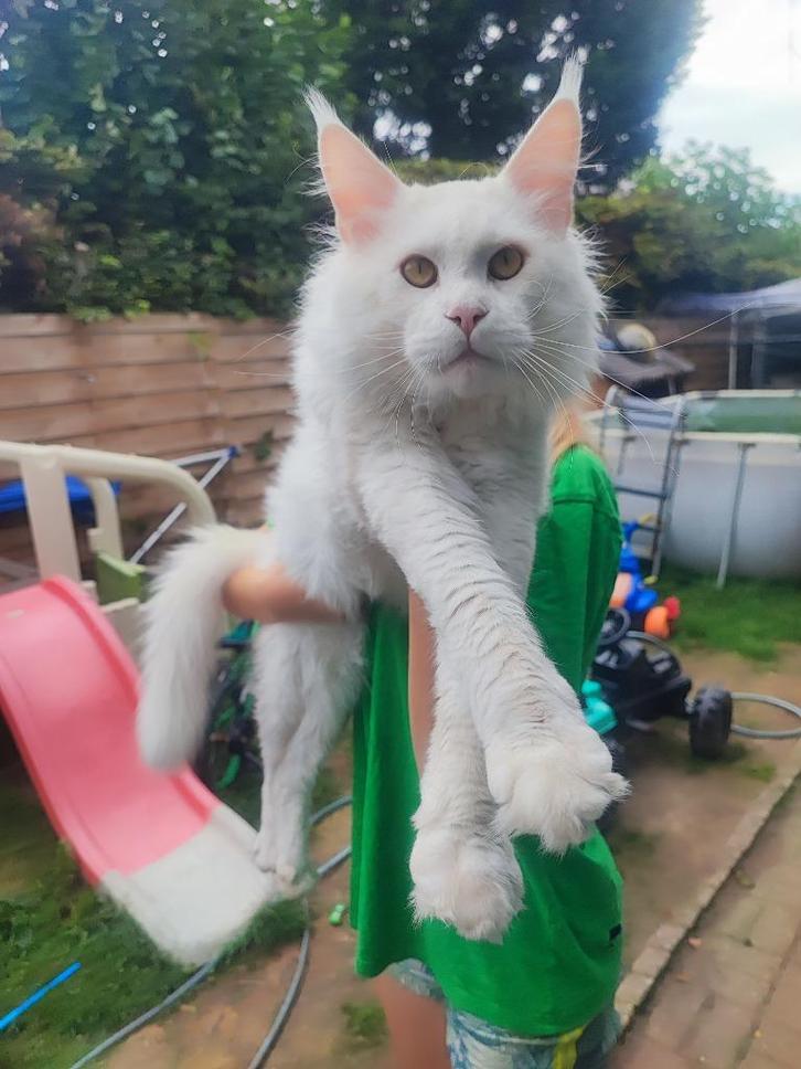 Dekkater Maine Coon, Dieren en Toebehoren, Katten en Kittens | Dekkaters, 0 tot 2 jaar