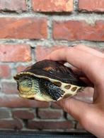 1 chinese streepnek schildpad ongeveer 17cm, Dieren en Toebehoren, Reptielen en Amfibieën, Schildpad, 0 tot 2 jaar