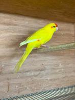 Parkiet, Animaux & Accessoires, Perruche