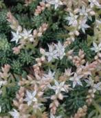 48 Sedum hispanicum, Spaanse muurpeper p 9, Ophalen, Bodembedekkers, Volle zon, Vaste plant