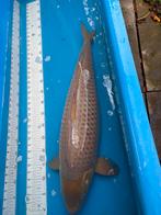 65 cm grijze chagoi, Dieren en Toebehoren, Karper of Koi