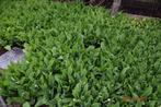Lelietje-van-dalen met wortels te koop, Tuin en Terras, Vaste plant, Halfschaduw, Lente, Ophalen