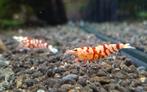 Red fancy tiger caridina garnalen, Dieren en Toebehoren, Vissen | Aquariumvissen