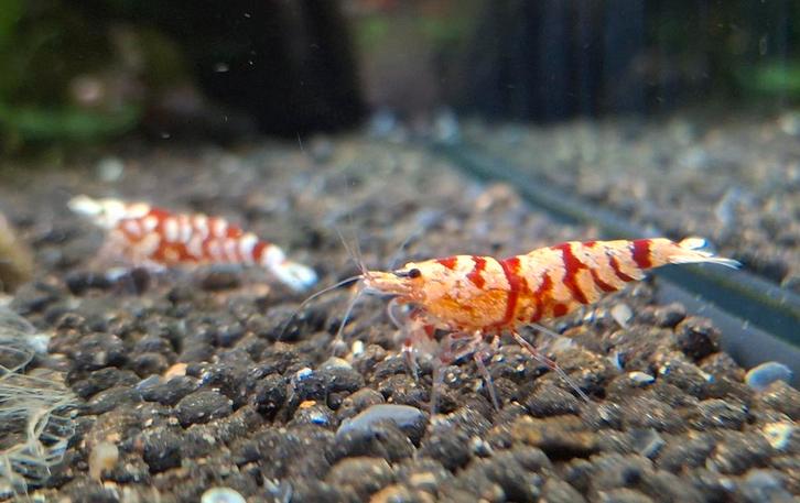 Red fancy tiger caridina garnalen, Dieren en Toebehoren, Vissen | Aquariumvissen