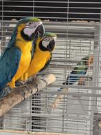 Jonge tamme Blauw gele Ara's met DNA en getest op alle ziekt, Meerdere dieren, Papegaai, Geringd