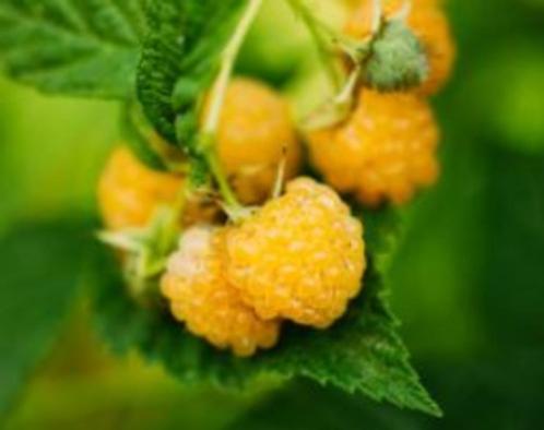 Gele herfstfamboos Fallgold, Jardin & Terrasse, Plantes | Arbres fruitiers, Automne, Enlèvement ou Envoi